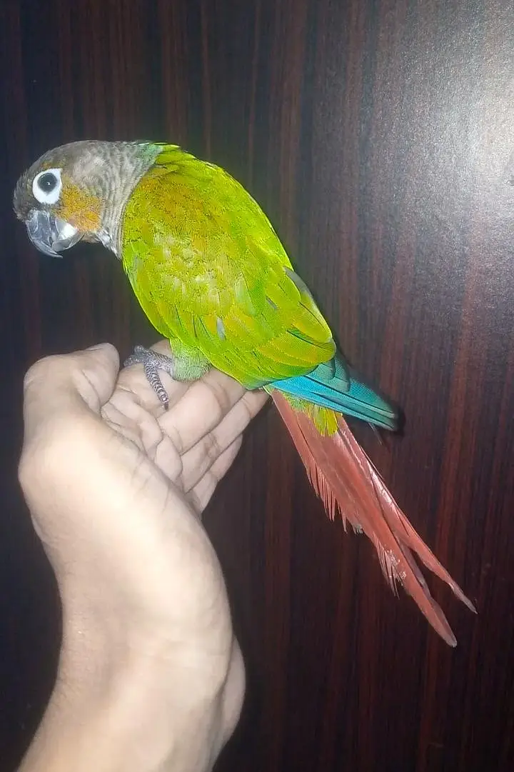 Green cheek canure for sale — photo 4