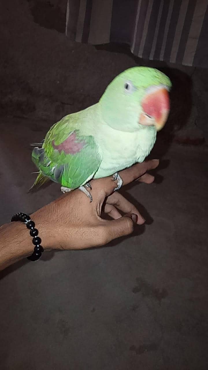 raw parrot  1