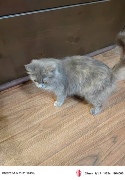 Persian cat