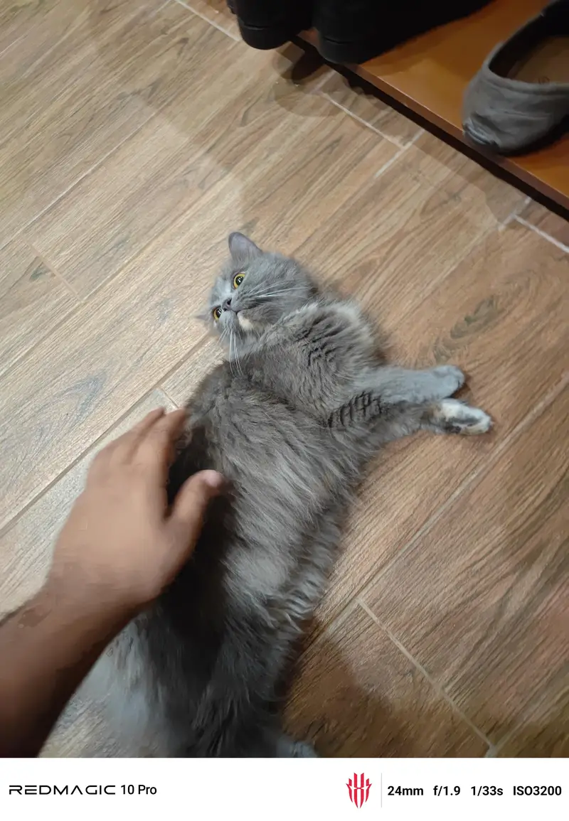 Persian cat — photo 2