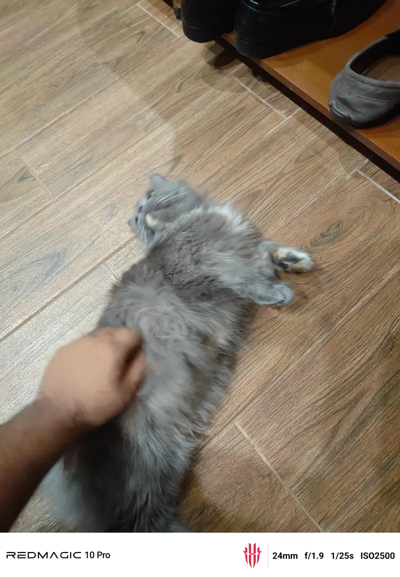 Persian cat — photo 3