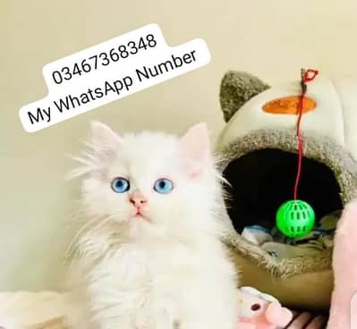 person kitten for urgent sale