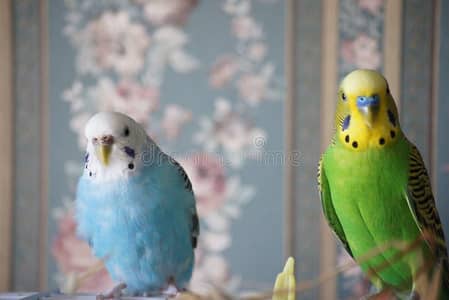 active,healthy and active budgie pair