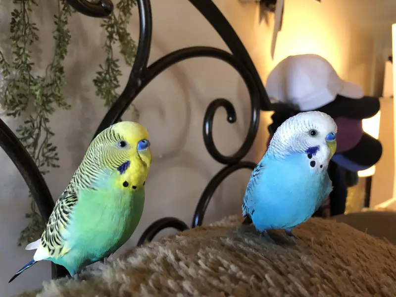 active,healthy and active budgie pair — photo 2