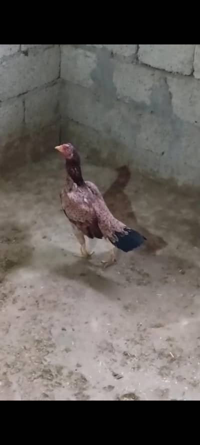 Pure Mianwali Aseel madi