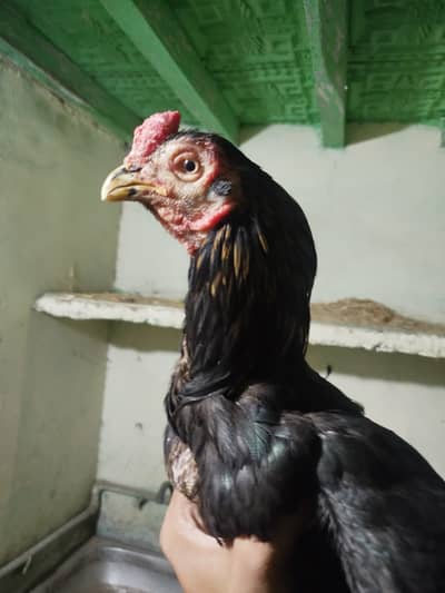 PARROT ASEEL