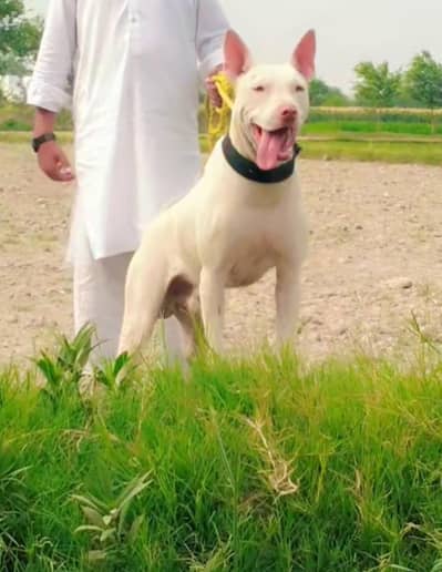 Guitar dog for sale WhatsApp 03006922212