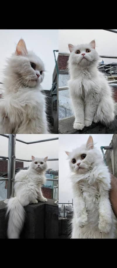 Persian kitten for sale