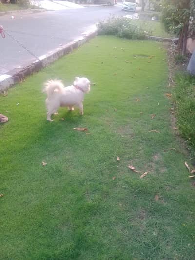 Russian White Puppy