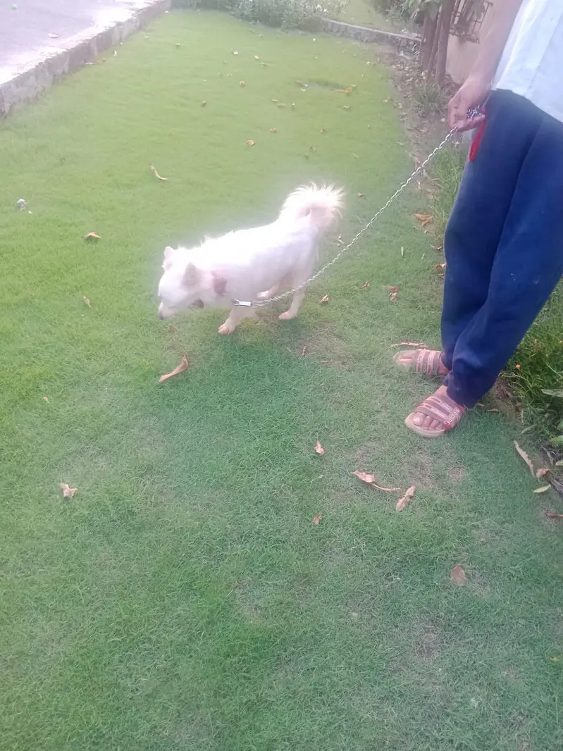 Russian White Puppy — photo 2