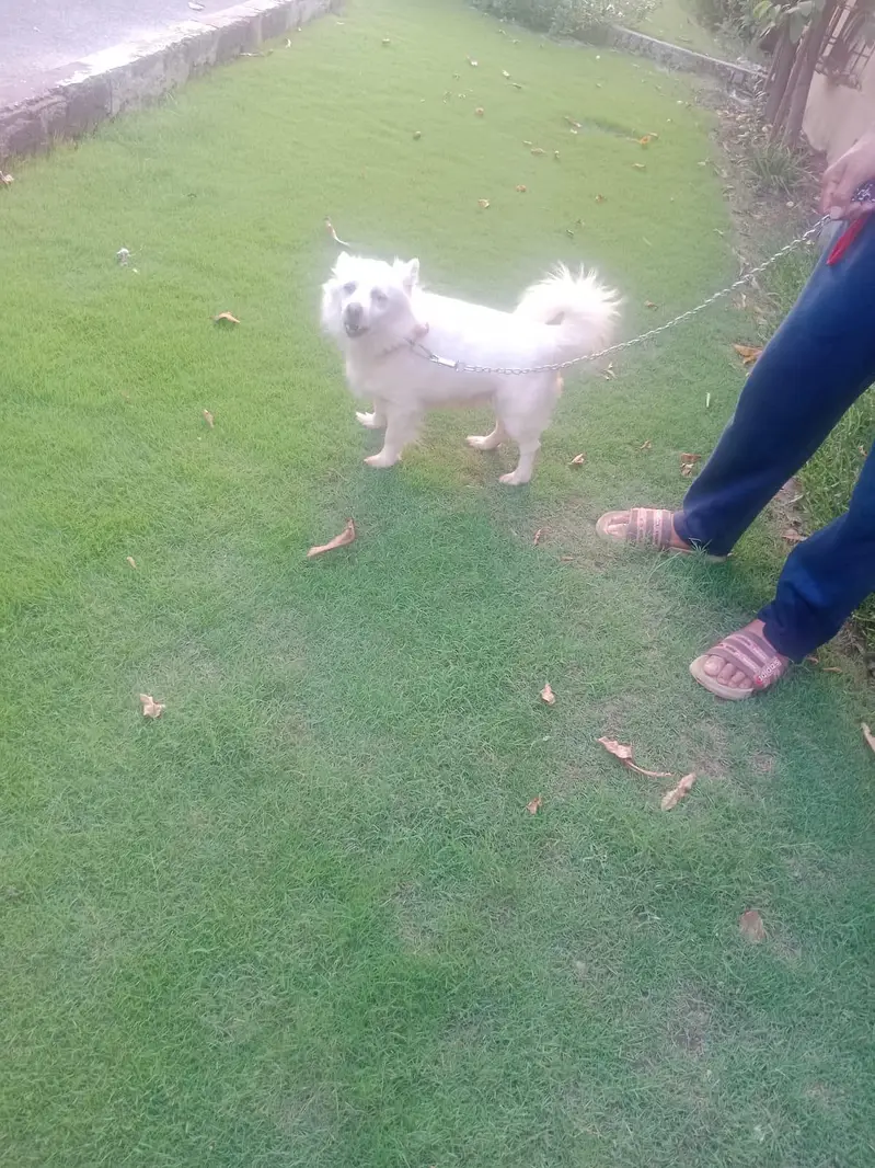 Russian White Puppy — photo 3