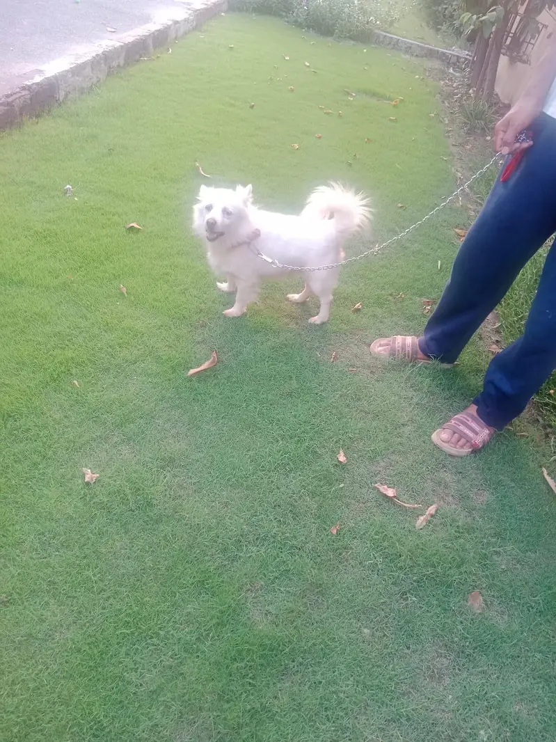 Russian White Puppy — photo 4