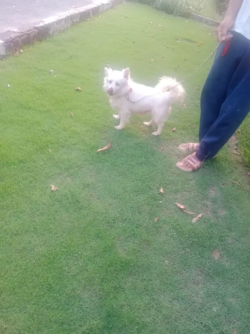 Russian White Puppy — photo 5