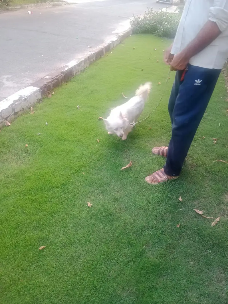 Russian White Puppy — photo 6