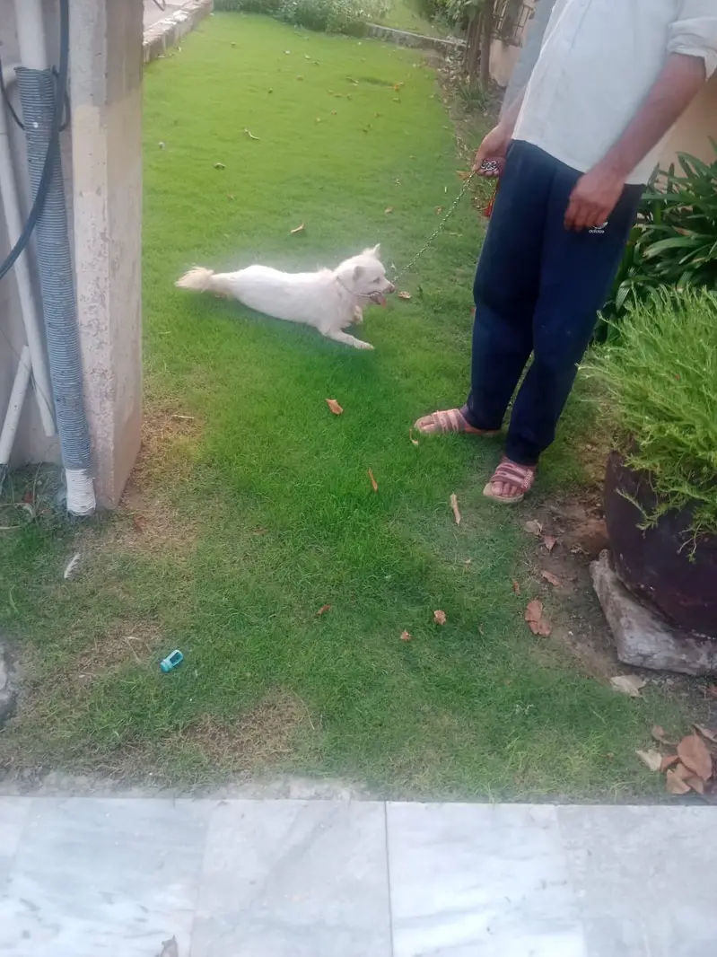 Russian White Puppy — photo 7