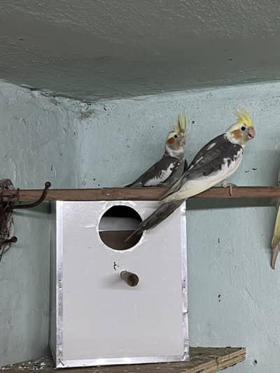 Albino & Grey Cockatiel Pair – Healthy