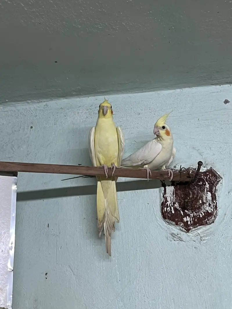 Albino & Grey Cockatiel Pair – Healthy — photo 2