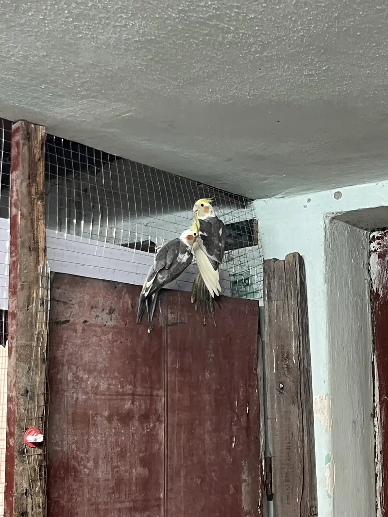 Albino & Grey Cockatiel Pair – Healthy — photo 3
