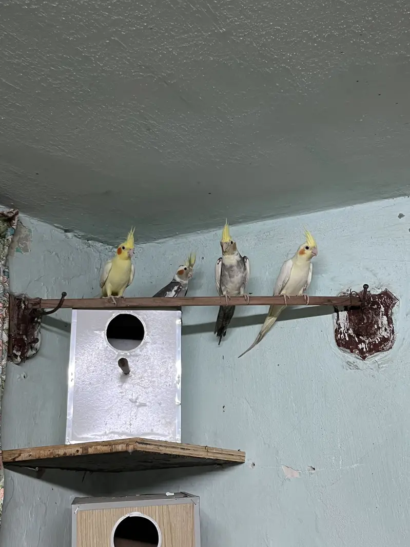 Albino & Grey Cockatiel Pair – Healthy — photo 4