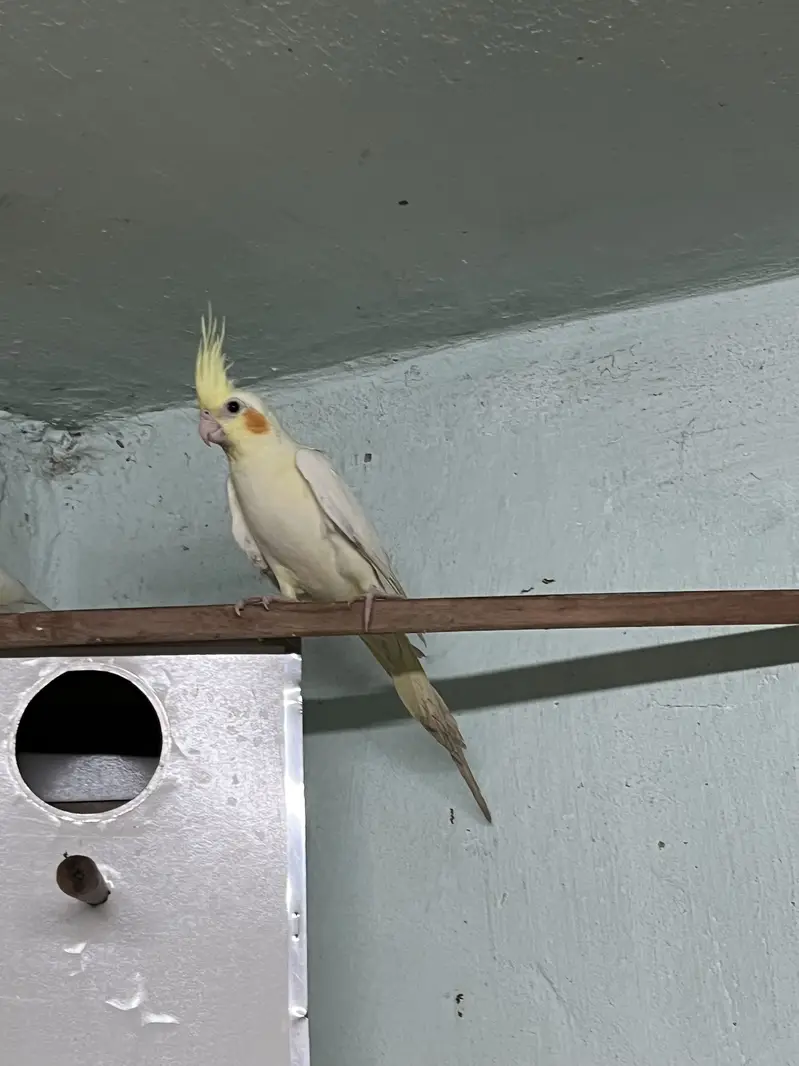 Albino & Grey Cockatiel Pair – Healthy — photo 5