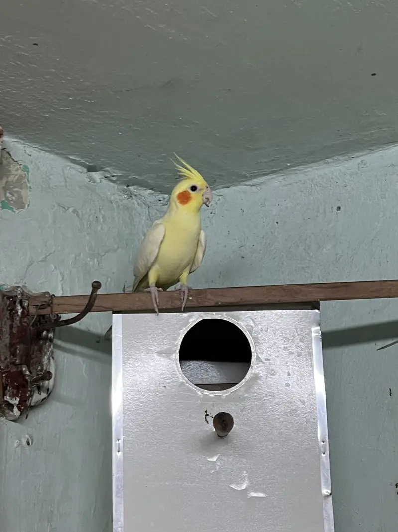 Albino & Grey Cockatiel Pair – Healthy — photo 6