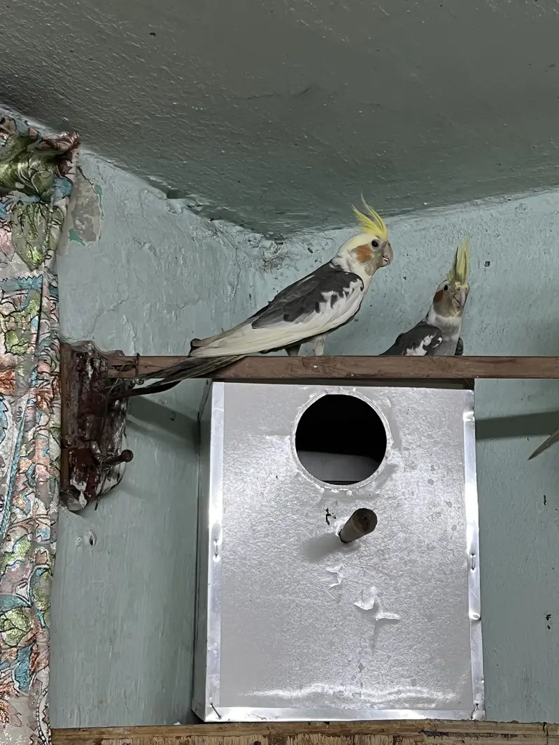 Albino & Grey Cockatiel Pair – Healthy — photo 7