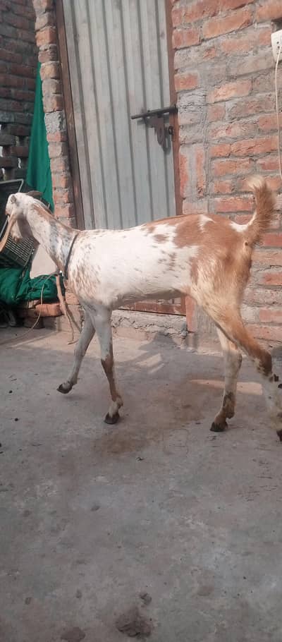make chine bakre for sal