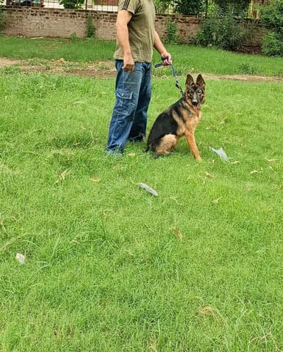 pure German shepherd