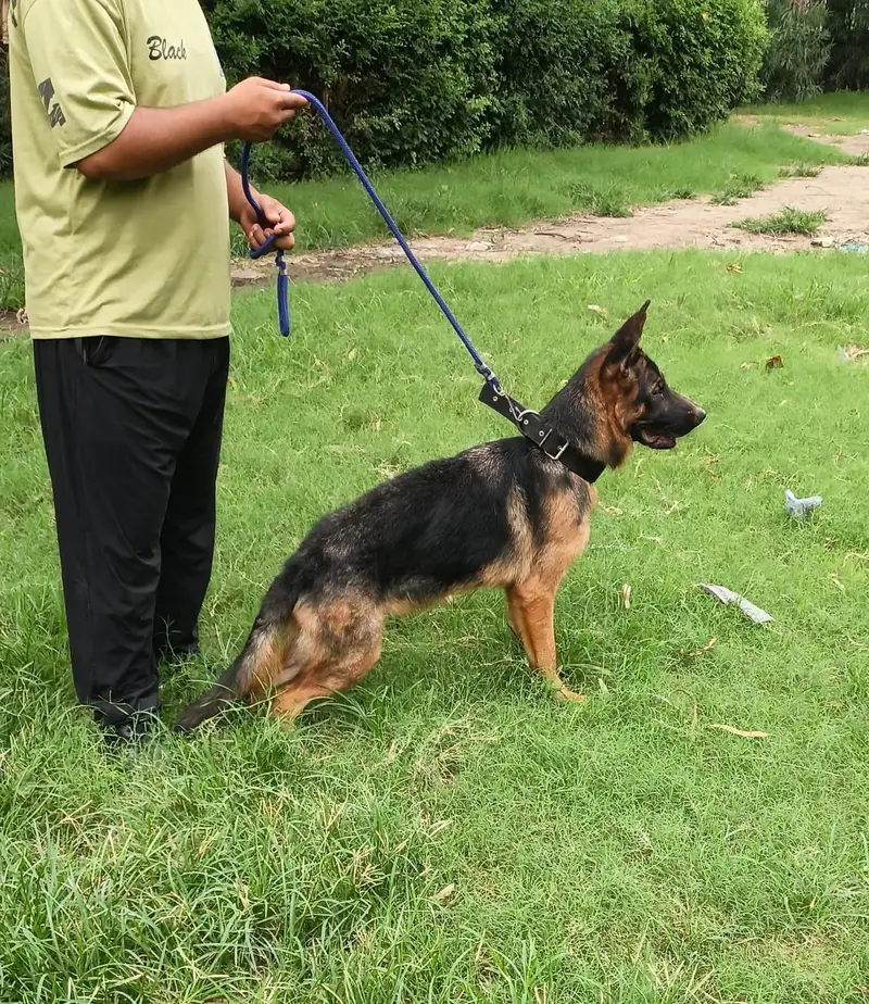 pure German shepherd — photo 2