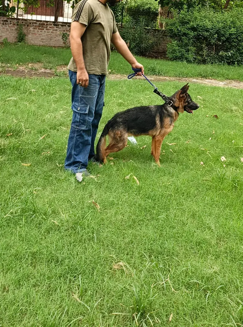 pure German shepherd — photo 3
