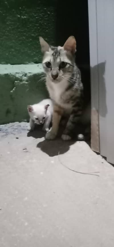 persian cat