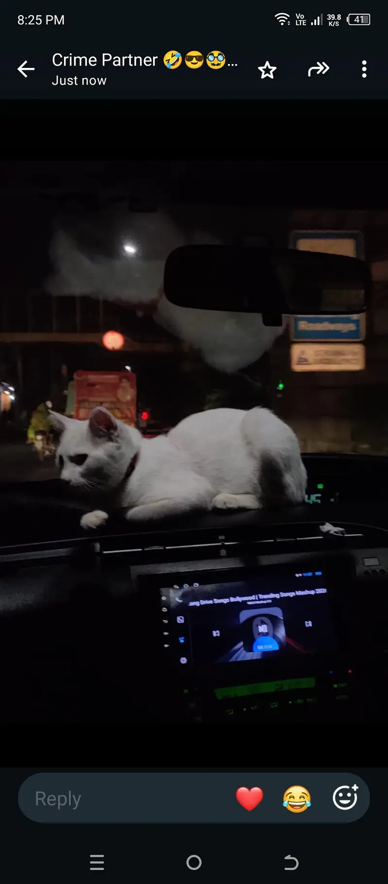 Persian cat — photo 4