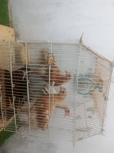 teen desi chude ek pinjra