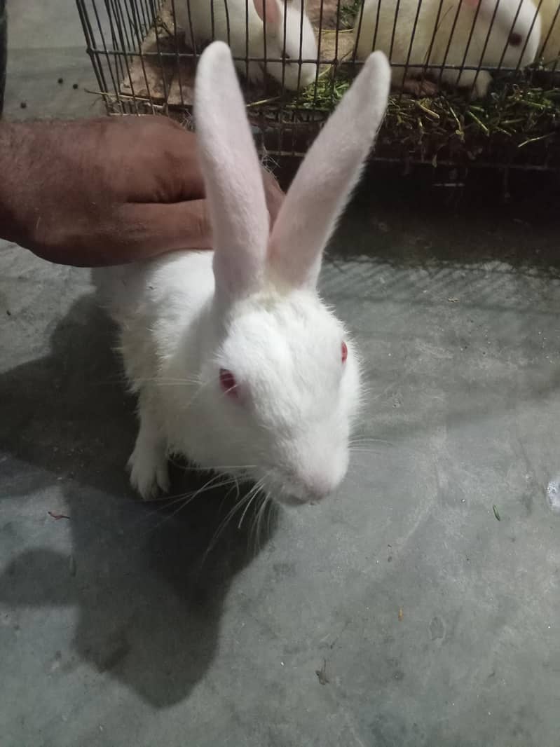 rabbit 0