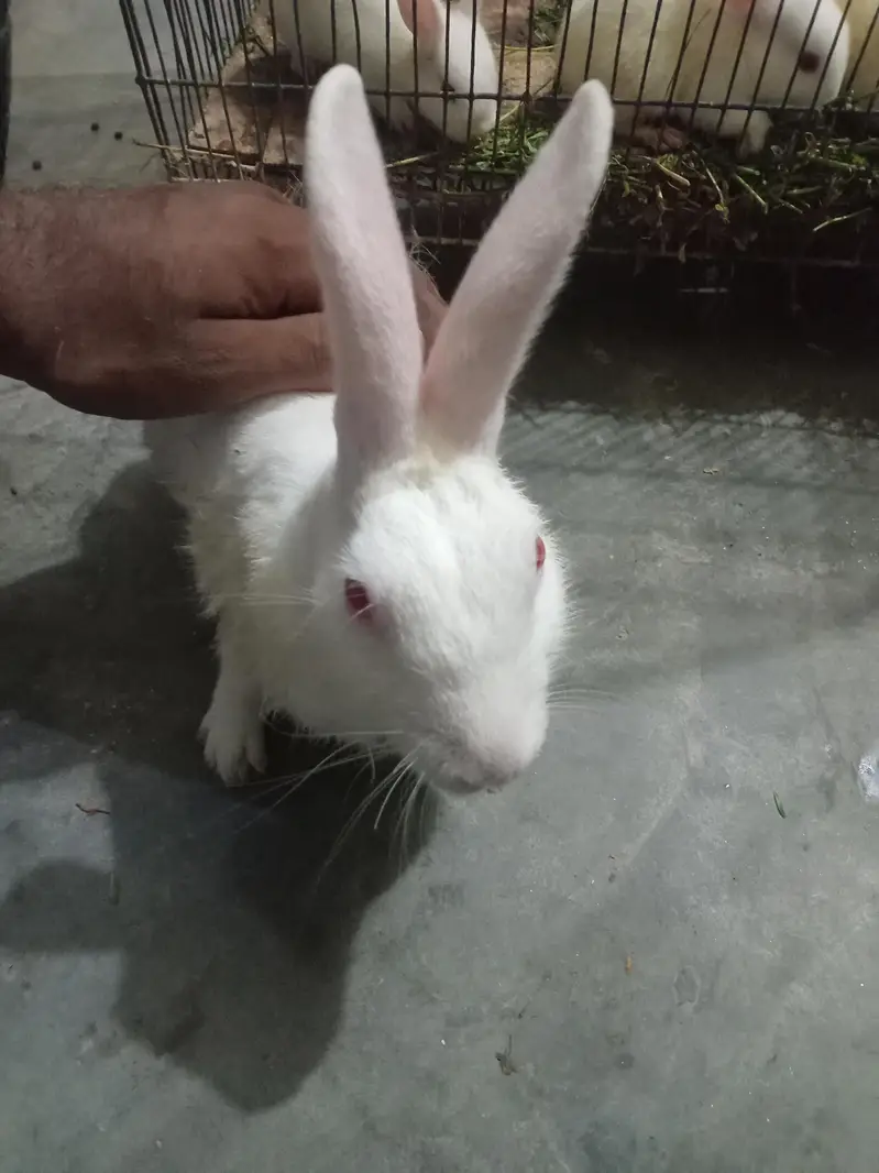 rabbit