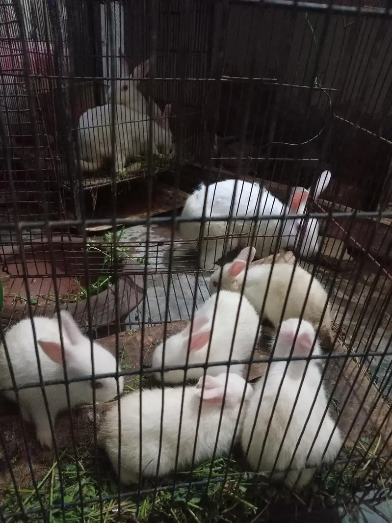 rabbit — photo 2