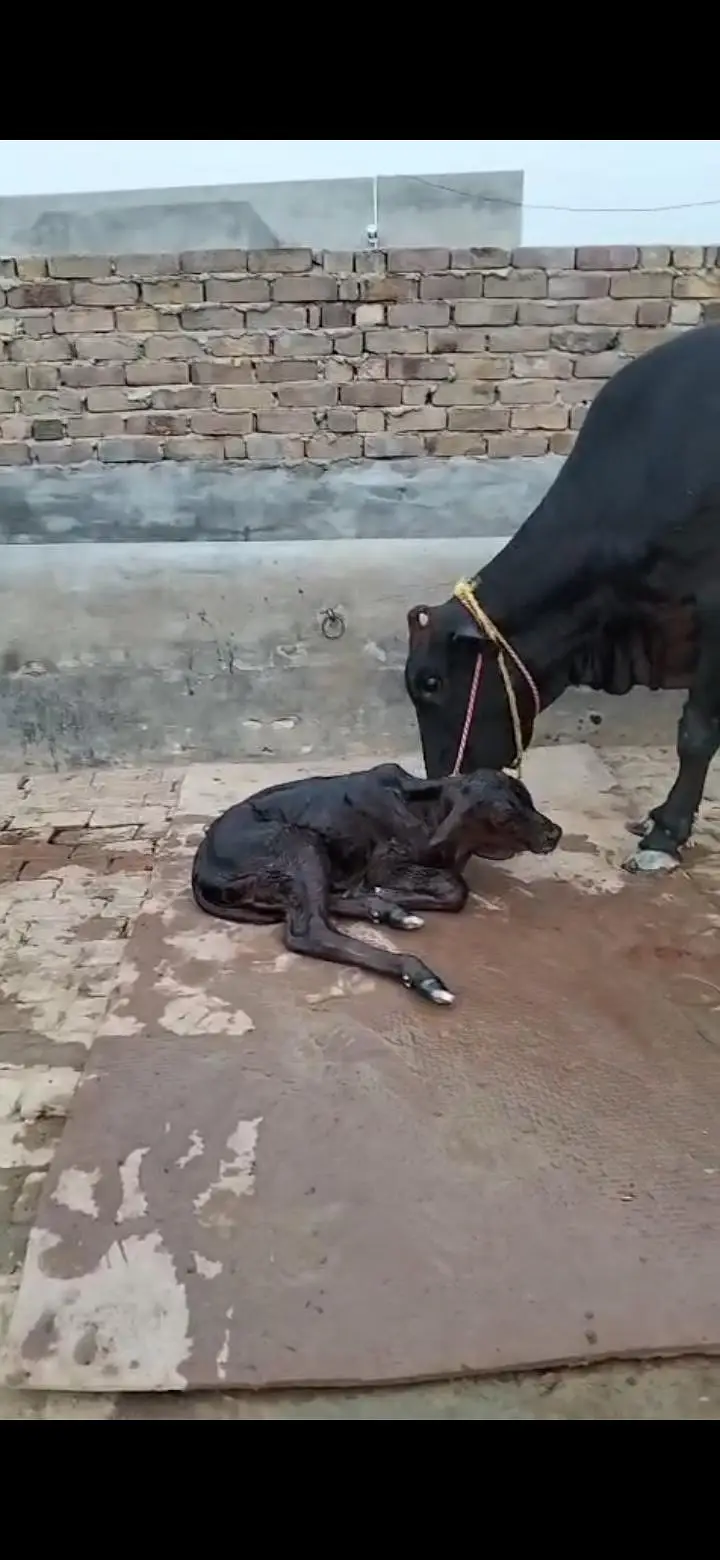 Cow for sale. Milk 15 kg — photo 2