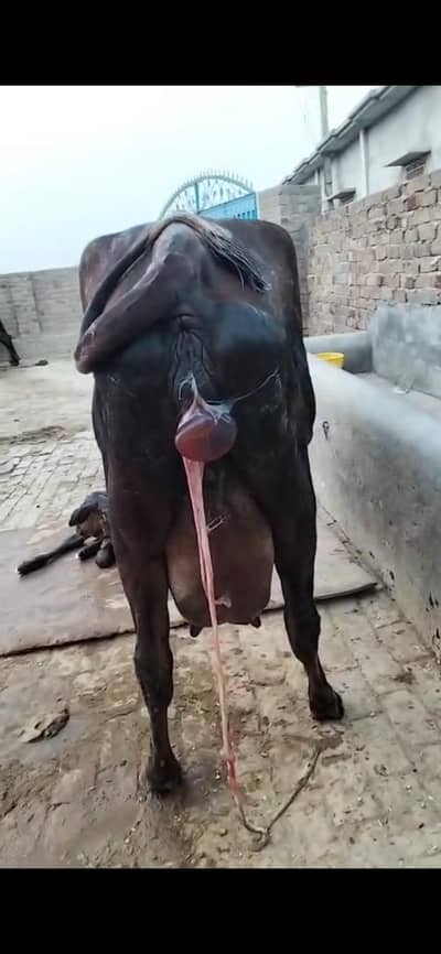 Cow for sale. Milk 15 kg
