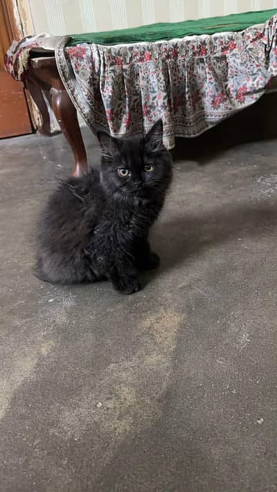 kitten for sale