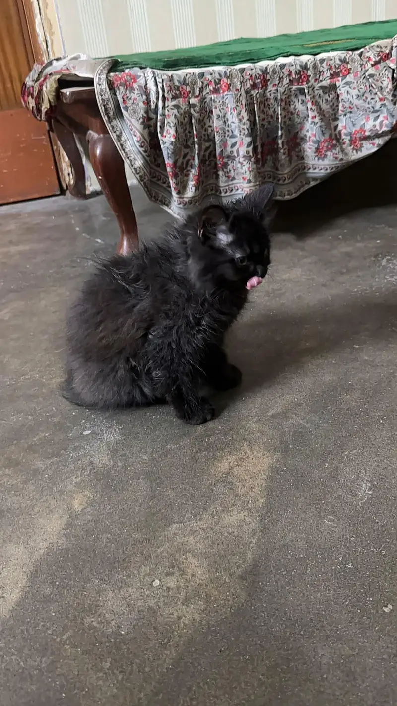kitten for sale — photo 3