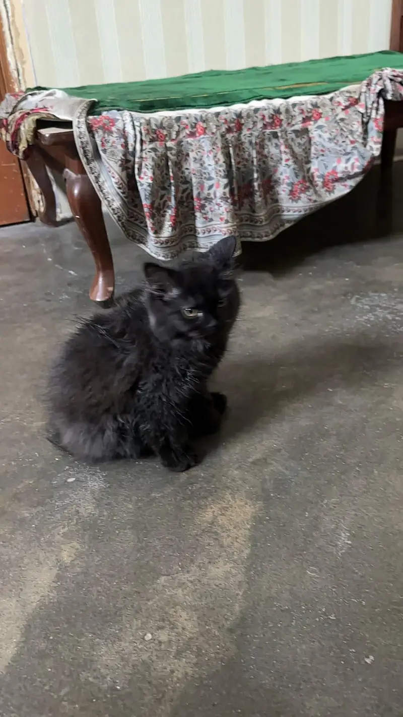 kitten for sale — photo 4