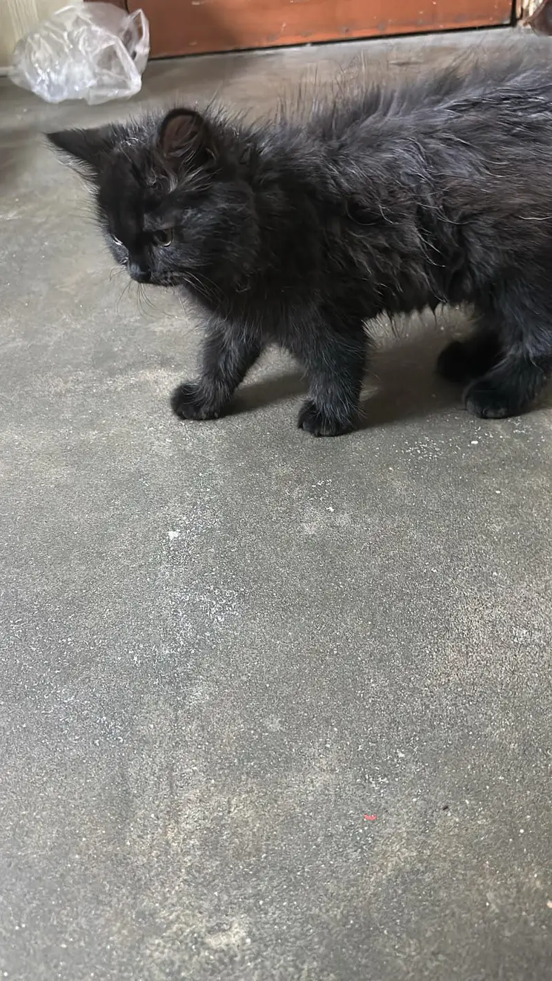 kitten for sale — photo 5