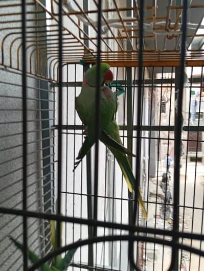Mountain Green Parrot