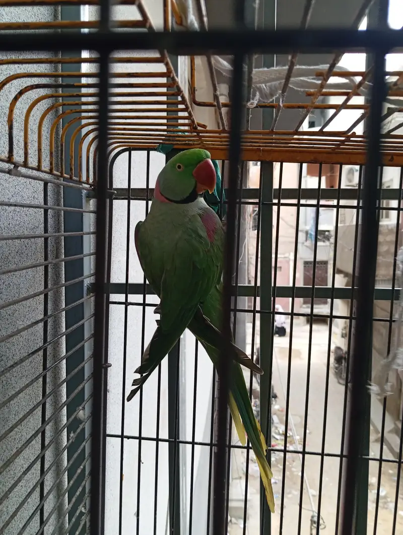Mountain Green Parrot — photo 2