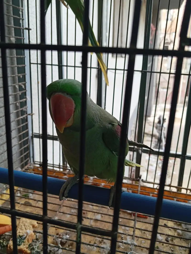 Mountain Green Parrot — photo 3