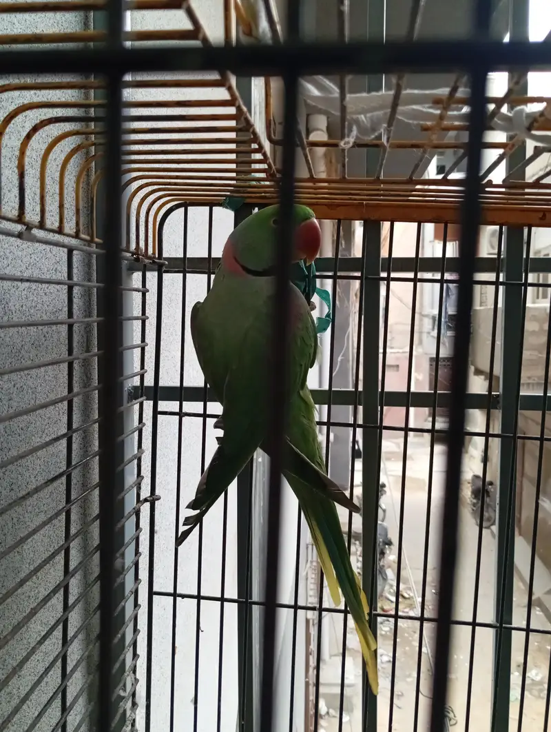 Mountain Green Parrot — photo 4