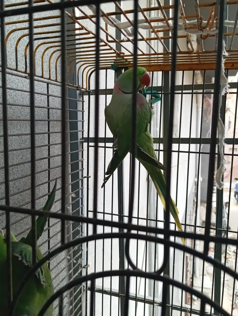 Mountain Green Parrot — photo 5
