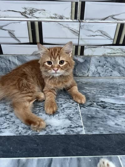 Kitten sale