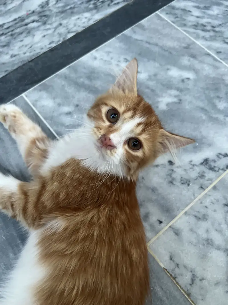 Kitten sale — photo 2