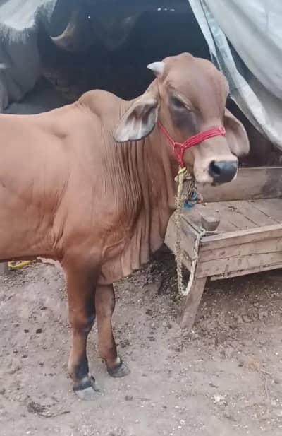 Brahman cross Bachra